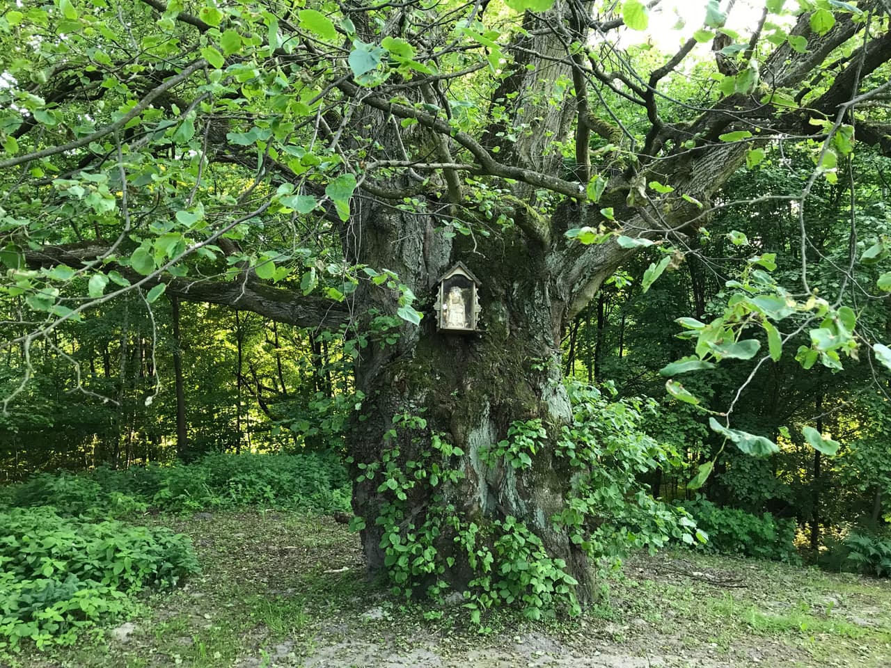 Rozpieszczalnia Leśna SATORI LOUNGE - 52